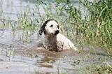 PERRO DE AGUA 148